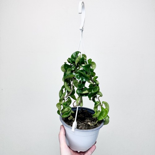 Hoya Carnosa Compacta Hoja P15 wisząca #1