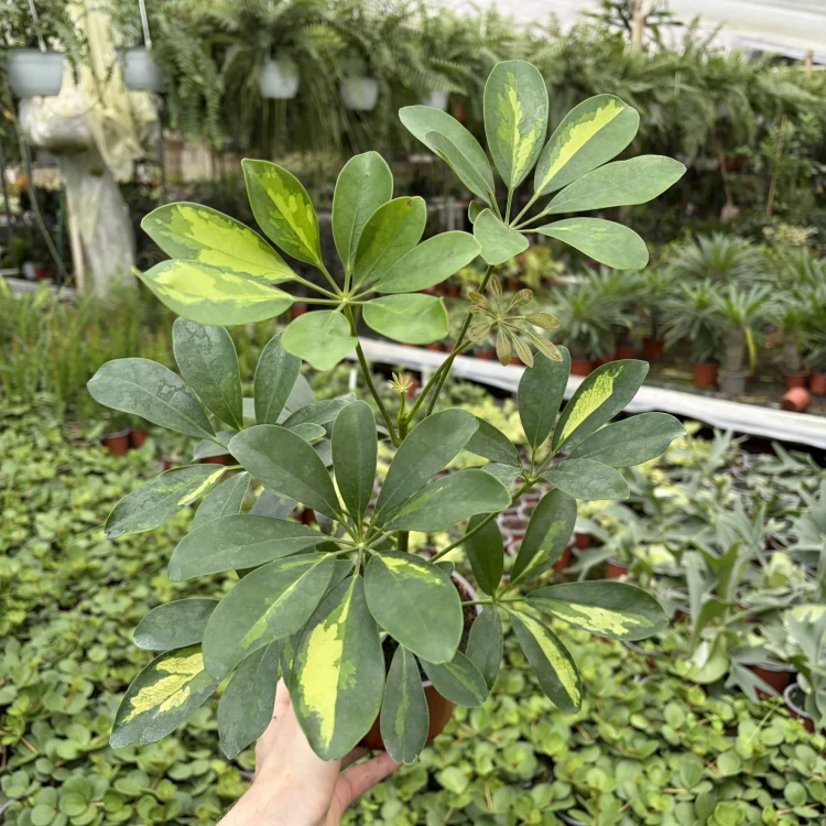 Schefflera arboricola Dalton Szeflera P12