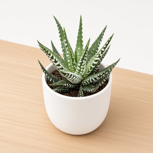 Haworthia fasciata Big Band Haworsja