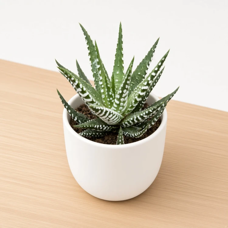 Haworthia fasciata Big Band Haworsja