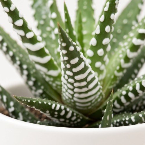 Haworthia fasciata Big Band Haworsja