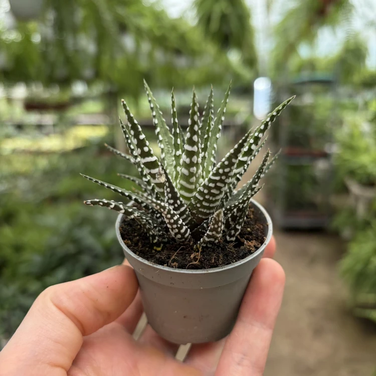 Haworthia fasciata Big Band Haworsja
