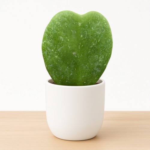 Hoya kerrii Splash Hoja