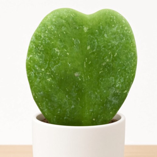 Hoya kerrii Splash Hoja