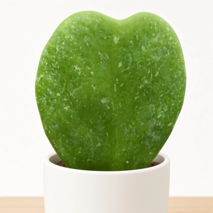 Hoya kerrii Splash Hoja