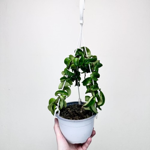 Hoya Carnosa Compacta Hoja P15 wisząca #2