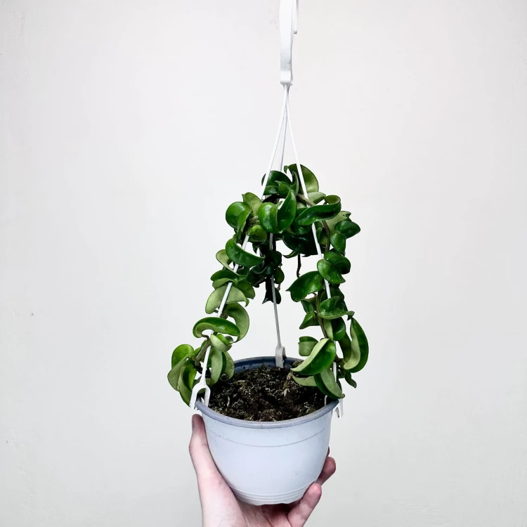 Hoya Carnosa Compacta Hoja P15 wisząca #2
