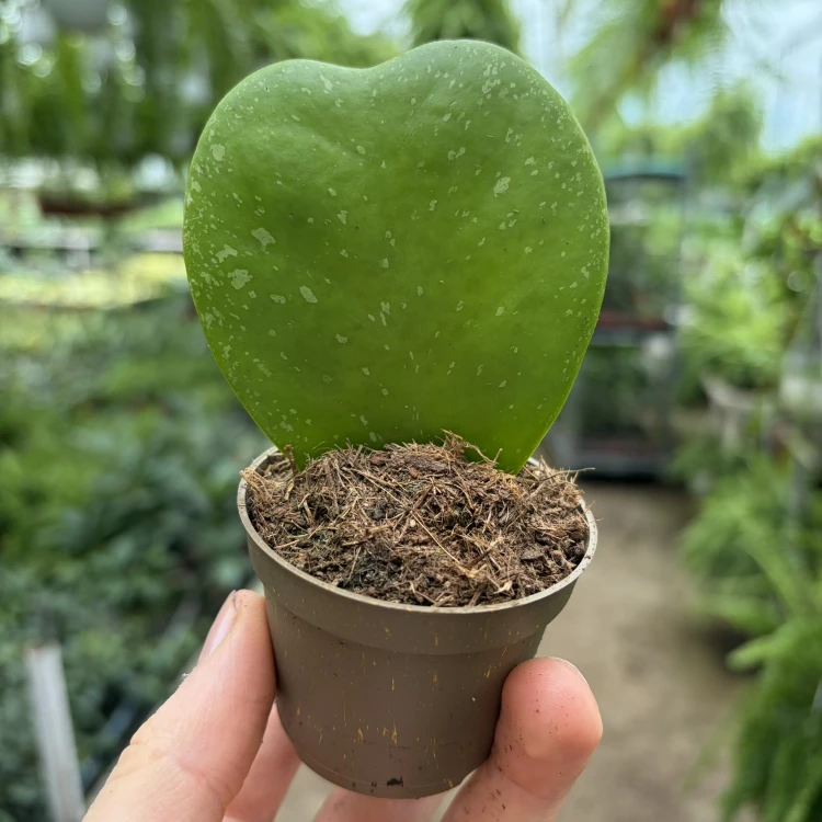 Hoya kerrii Splash Hoja
