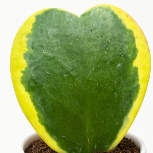 Hoya kerrii Variegata Hoja