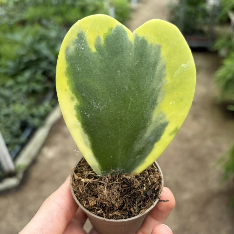 Hoya kerrii Variegata Hoja
