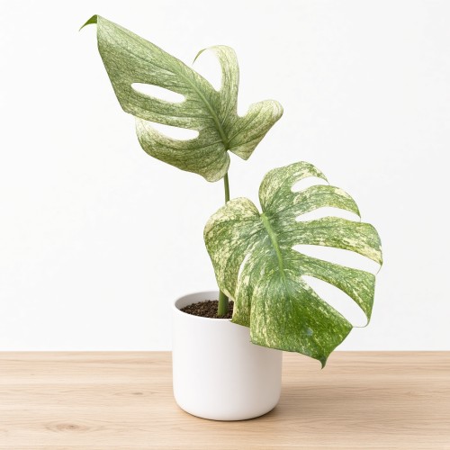 Monstera deliciosa Mint Variegata P12