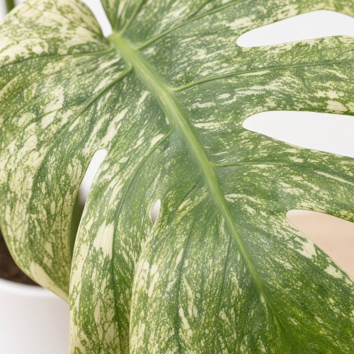 Monstera deliciosa Mint Variegata P12