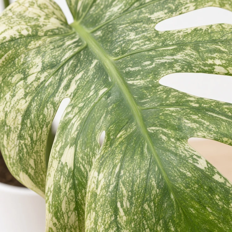Monstera deliciosa Mint Variegata P12