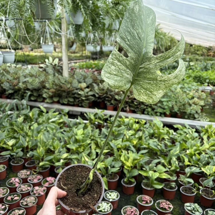 Monstera deliciosa Mint Variegata P12
