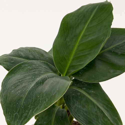 Musa acuminata Bananowiec P9