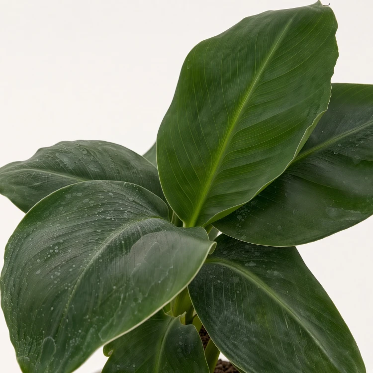 Musa acuminata Bananowiec P9