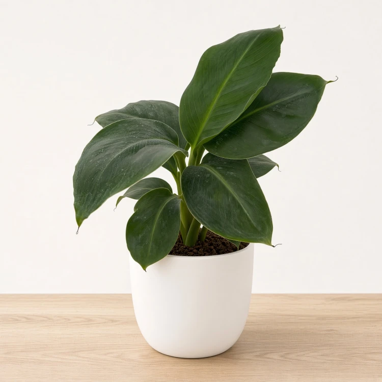 Musa acuminata Bananowiec P9