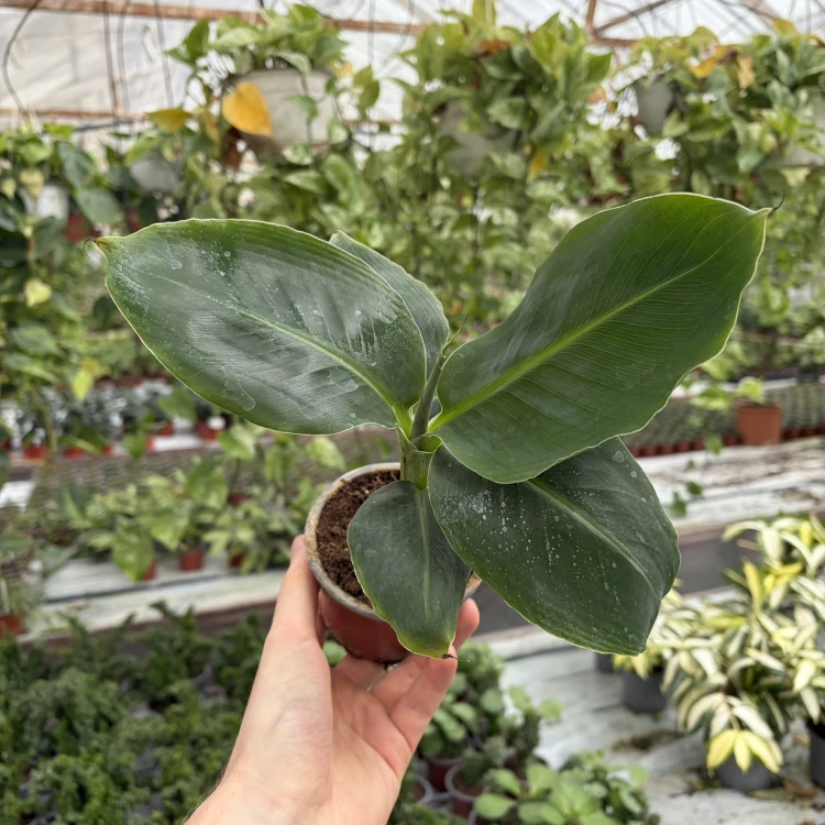 Musa acuminata Bananowiec P9