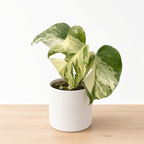 Monstera deliciosa Variegata