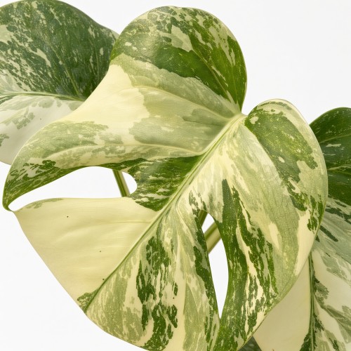 Monstera deliciosa Variegata