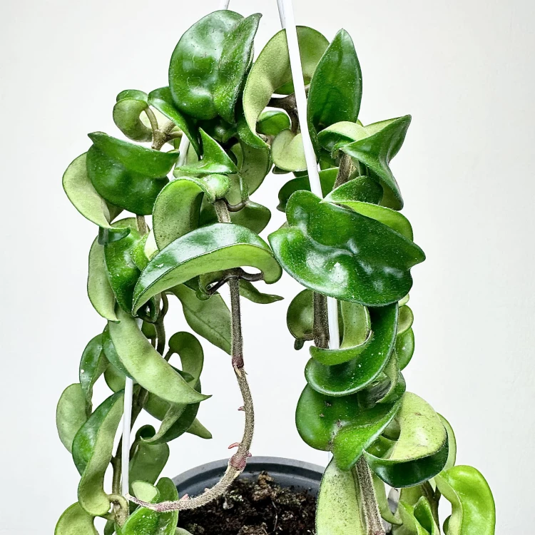 Hoya Carnosa Compacta Hoja P15 wisząca #4