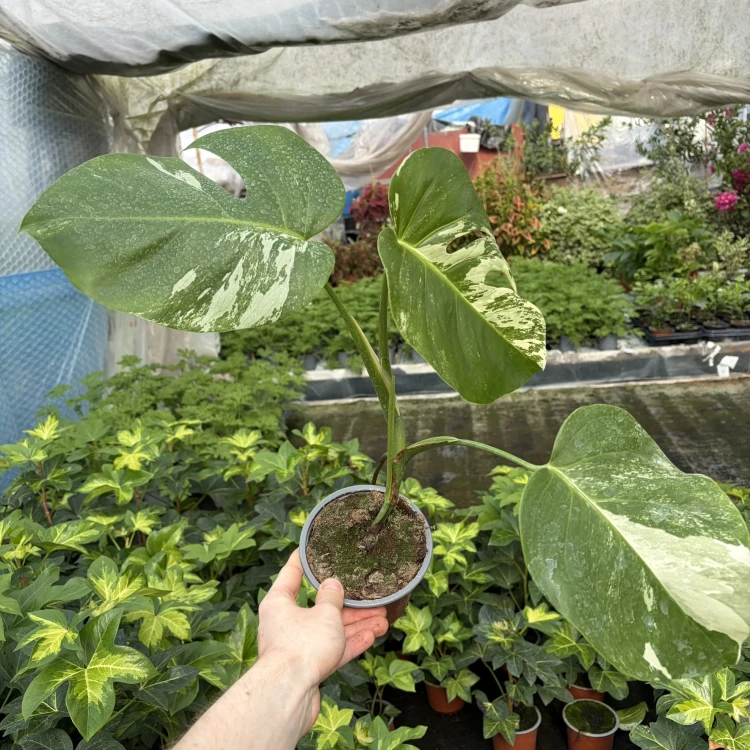 Monstera deliciosa Variegata