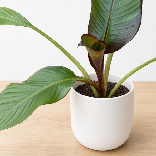 Bananowiec Ensete Maurelli P12