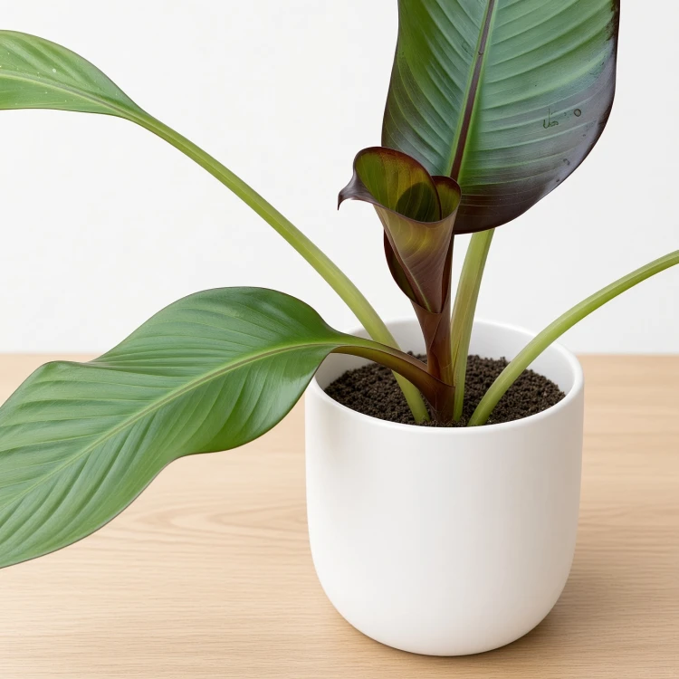 Bananowiec Ensete Maurelli P12