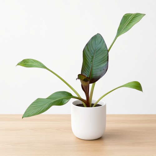 Bananowiec Ensete Maurelli P12