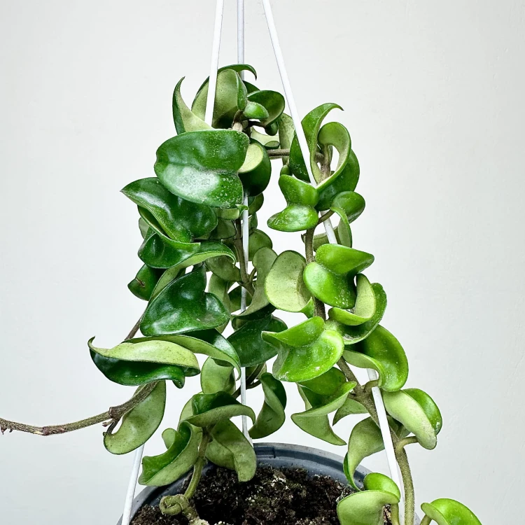 Hoya Carnosa Compacta Hoja P15 wisząca #5
