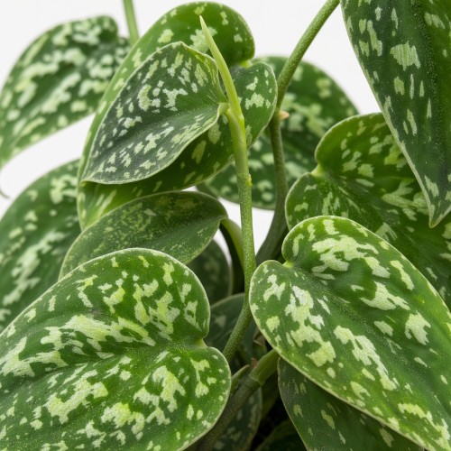 Scindapsus Tricolor P9