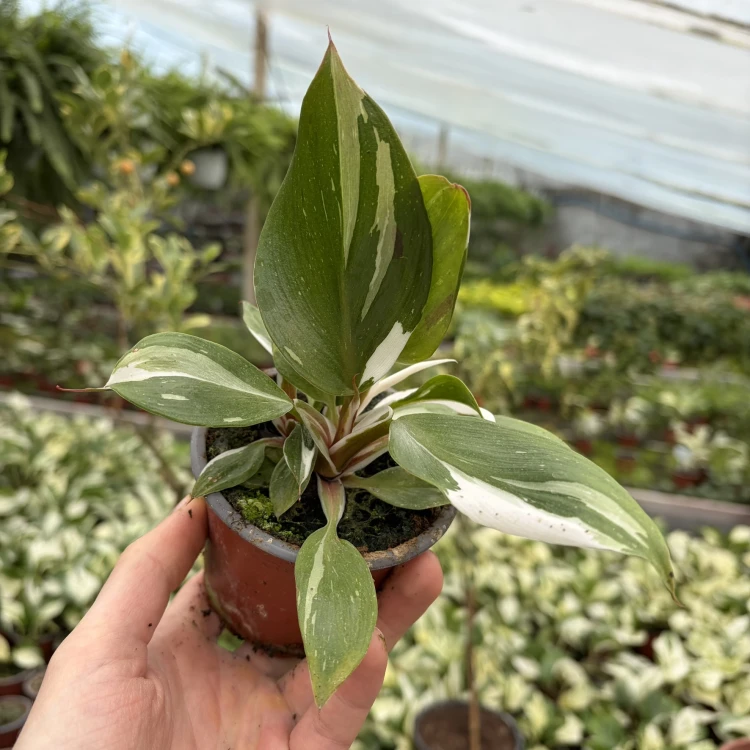 Philodendron White Knight Filodendron P9