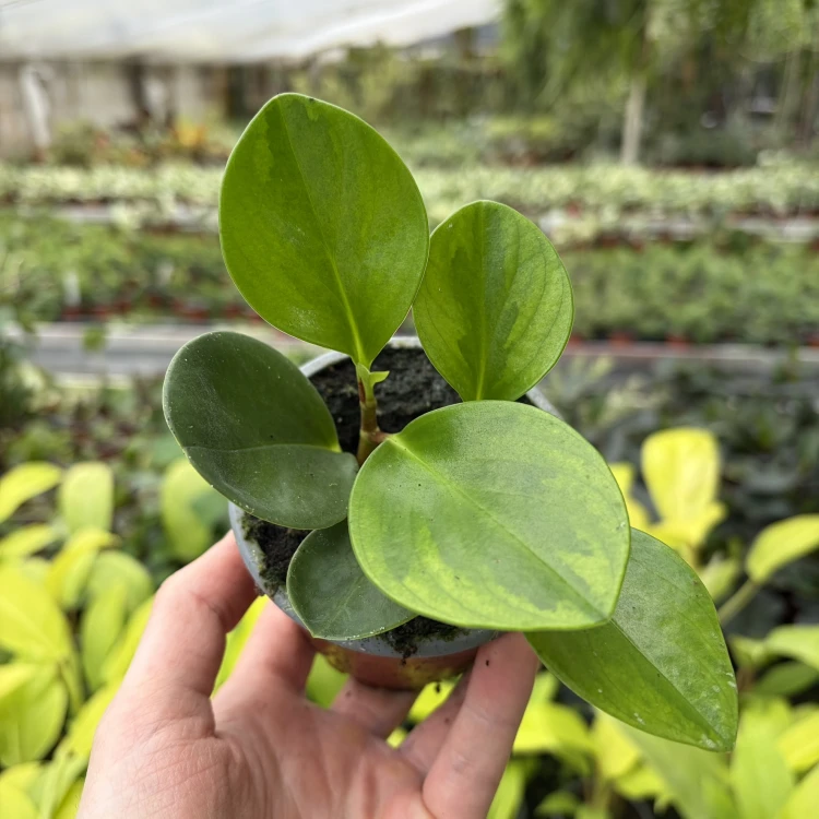 Peperomia obtusifolia Lemon Lime Peperomia tępolistna P9