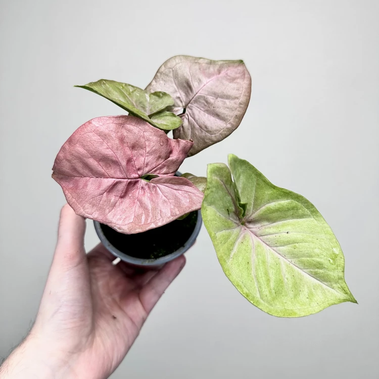 Syngonium Neon Robusta Zroślicha P9 #1