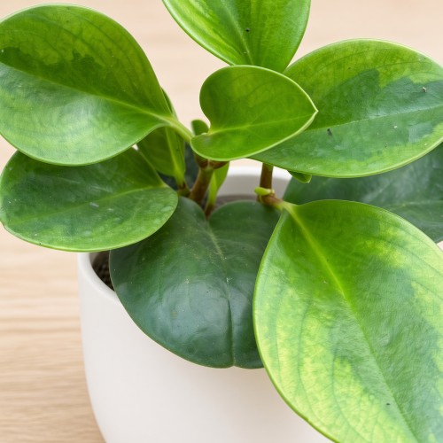 Peperomia obtusifolia Lemon Lime Peperomia tępolistna P9