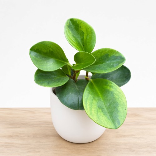 Peperomia obtusifolia Lemon Lime Peperomia tępolistna P9