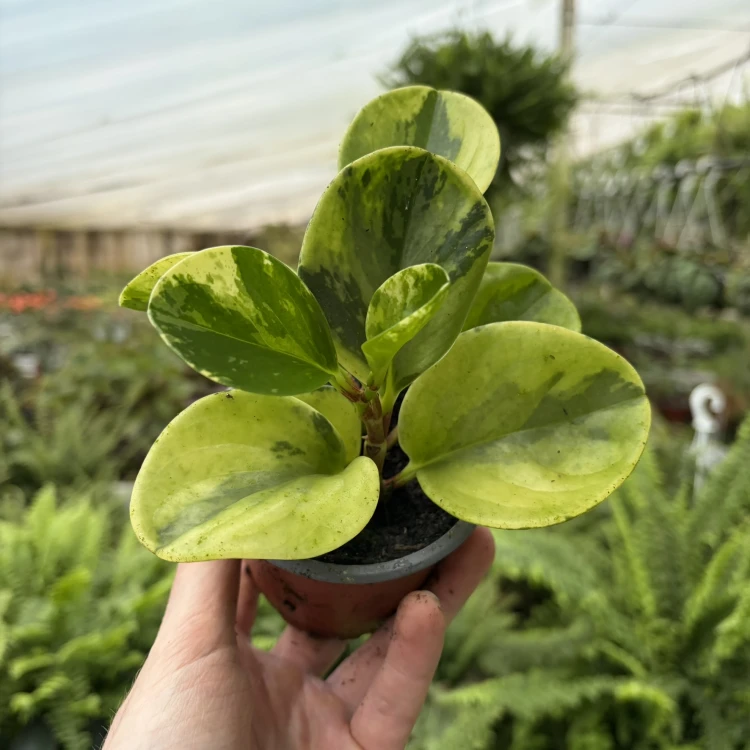 Peperomia obtusifolia Marble Variegata P9