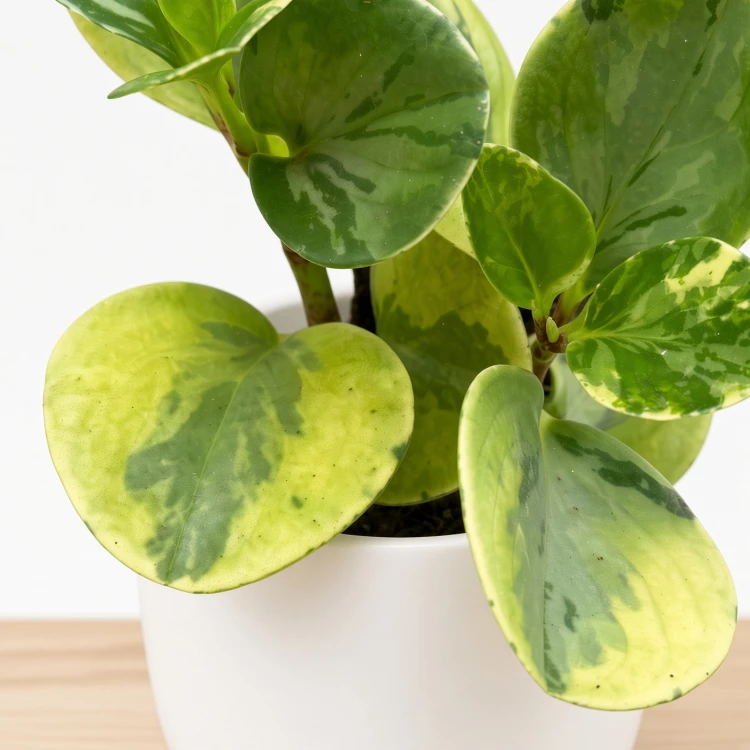 Peperomia obtusifolia Marble Variegata P9