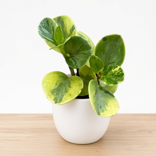 Peperomia obtusifolia Marble Variegata P9
