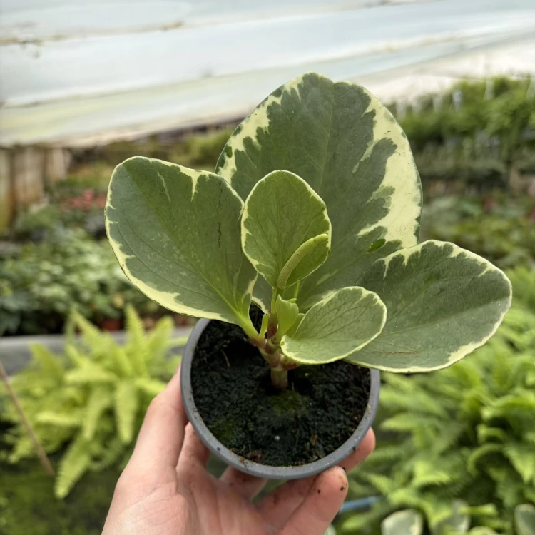 Peperomia obtusifolia Variegata P9