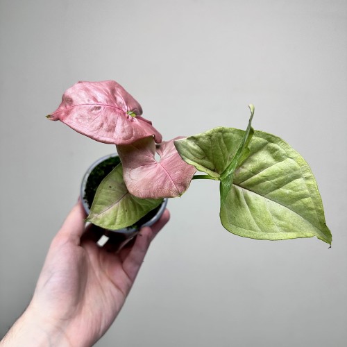 Syngonium Neon Robusta Zroślicha P9 #2