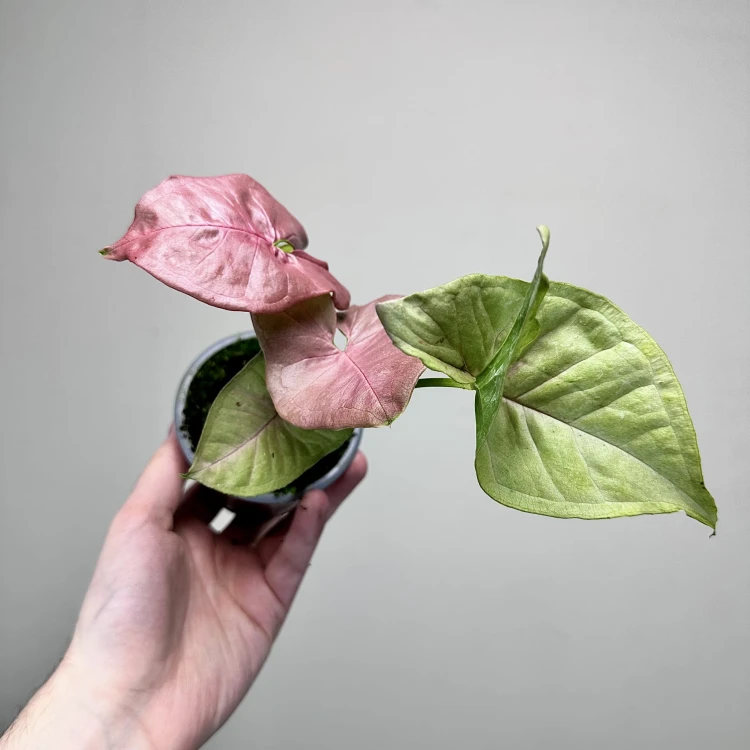 Syngonium Neon Robusta Zroślicha P9 #2