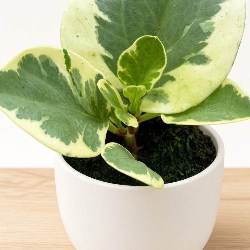 Peperomia obtusifolia Variegata P9
