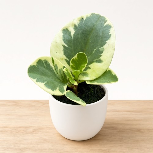 Peperomia obtusifolia Variegata P9