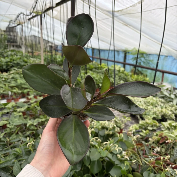 Peperomia clusiifolia Red Margin P9