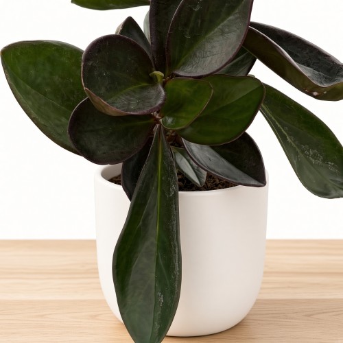 Peperomia clusiifolia Red Margin P9