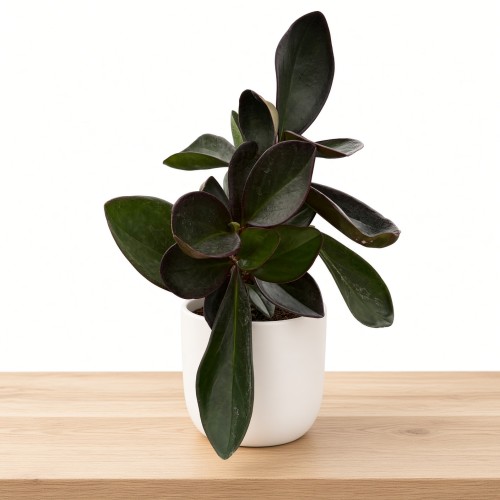 Peperomia clusiifolia Red Margin P9