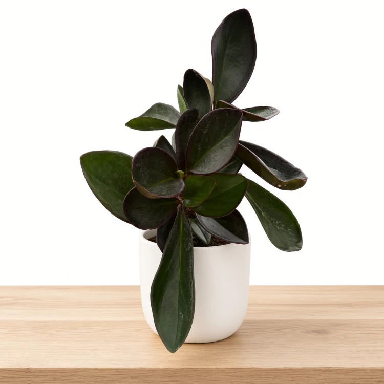 Peperomia clusiifolia Red Margin P9