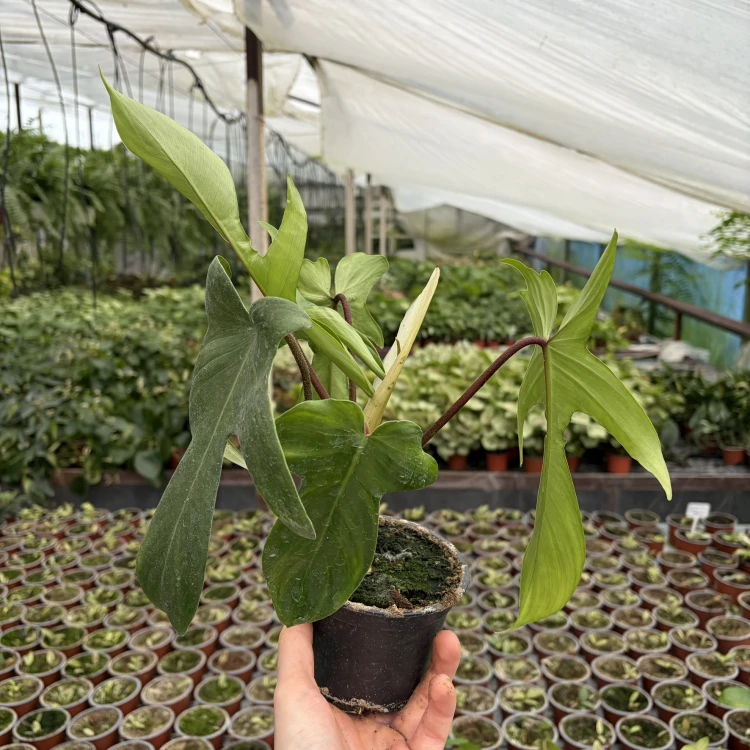 Philodendron Florida Beauty Green Filodendron P11