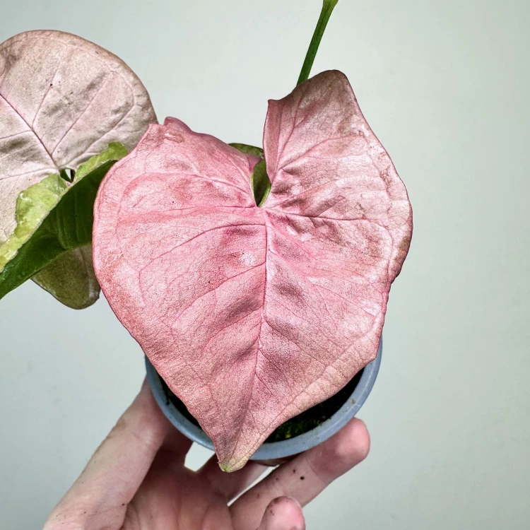 Syngonium Neon Robusta Zroślicha P9 #3